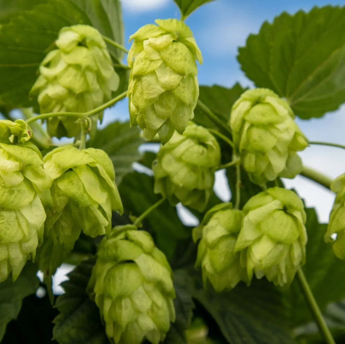 Birra Etika